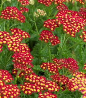 Achillea millefolium 'Milly Rock Red'